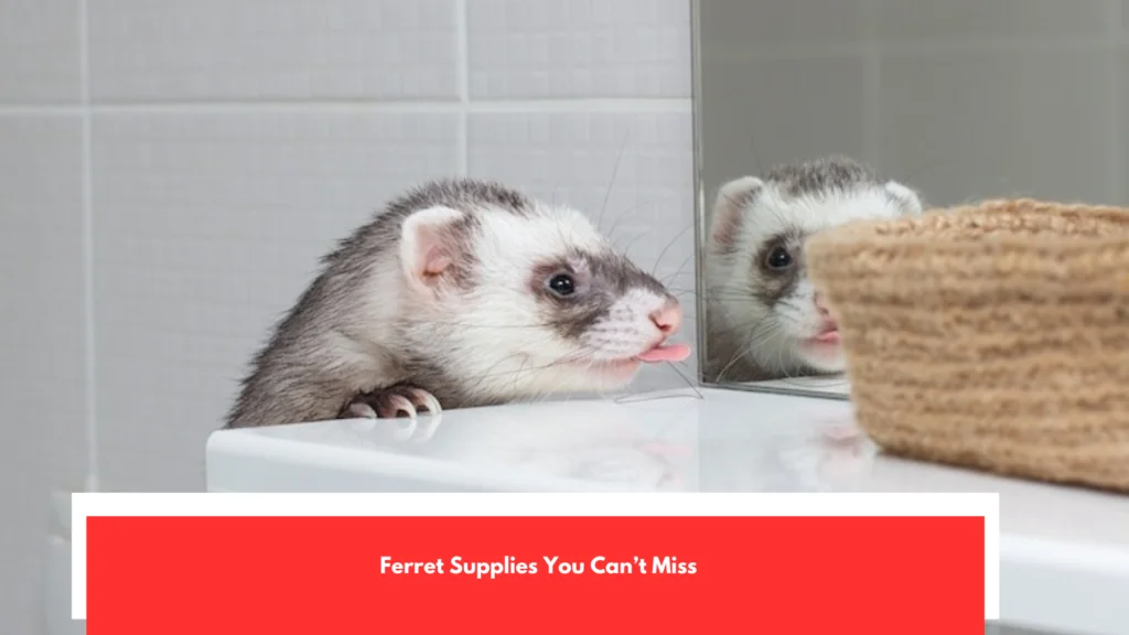 Ferret Supplies You Can’t Miss
