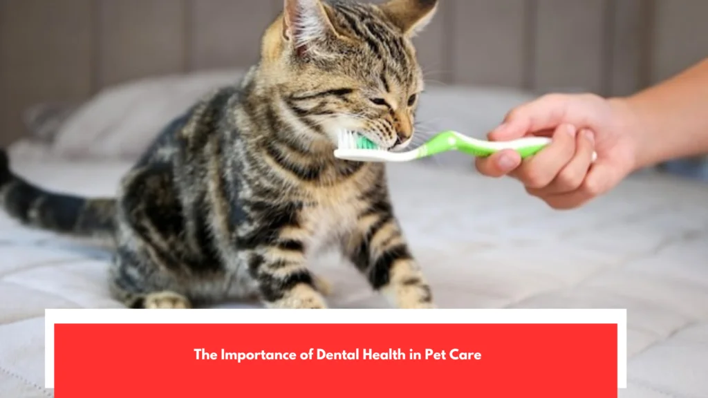 The Importance of Dental Health in Pet Care