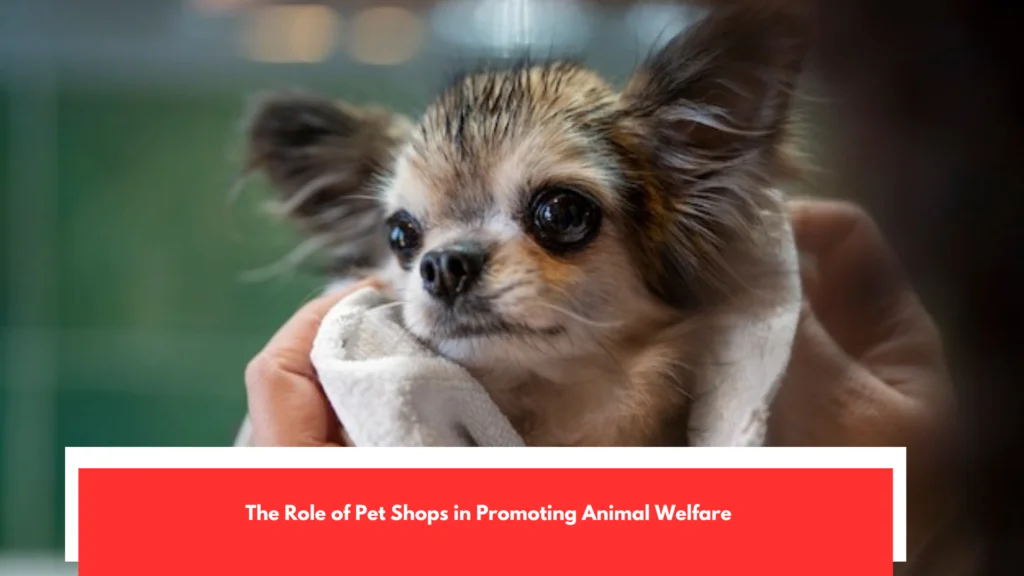 The Role of Pet Shops in Promoting Animal Welfare