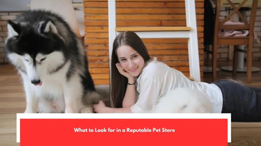 What to Look for in a Reputable Pet Store
